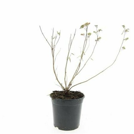 Caryopteris clandonensis 'Heavenly Blue' C5 - afbeelding 5