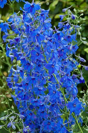 Delphinium belladonna 'Völkerfrieden' P9 - afbeelding 3