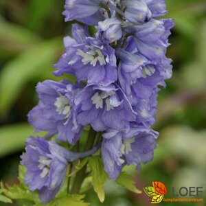 Delphinium belladonna 'Völkerfrieden' P9 - afbeelding 1