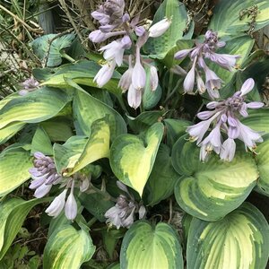 Hosta sieb. 'Great Expectations' P9 - afbeelding 4