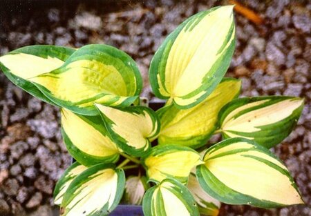 Hosta sieb. 'Great Expectations' P9 - afbeelding 5