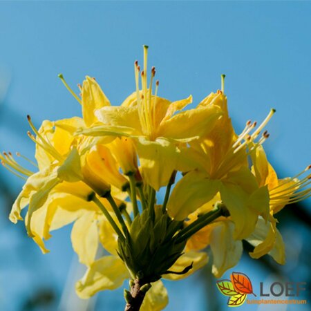 Rhododendron luteum 30/40 C. - afbeelding 1