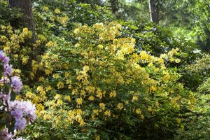 Rhododendron luteum 30/40 C. - afbeelding 2