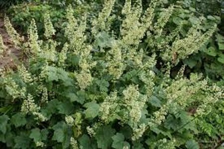 Heuchera villosa 'Chantilly' P9 - afbeelding 3