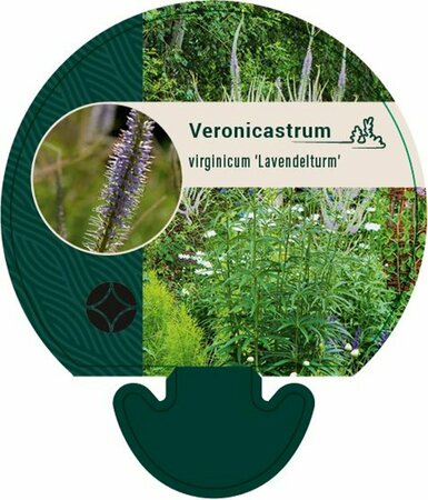 Veronicastrum virginicum 'Lavendelturm' P9 - afbeelding 2
