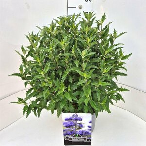 Caryopteris cland. Grand Bleu C5