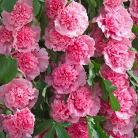 Alcea rosea 'Charters Rosa' P9 - afbeelding 3