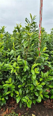 Prunus laurocerasus 'Novita' ST. 180 12-14 C. Lei - afbeelding 5