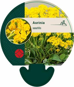 Aurinia saxatilis P9 - afbeelding 1