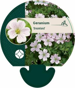 Geranium 'Dreamland' P9 - afbeelding 7