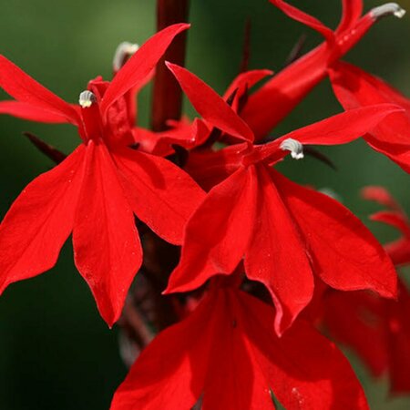 Lobelia fulgida 'Queen Victoria' P9 - afbeelding 1