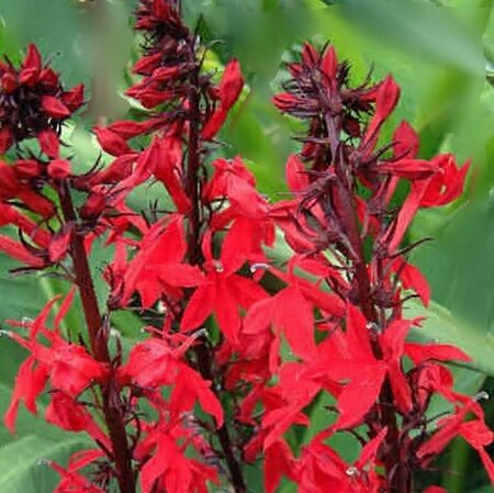Lobelia fulgida 'Queen Victoria' P9 - afbeelding 3