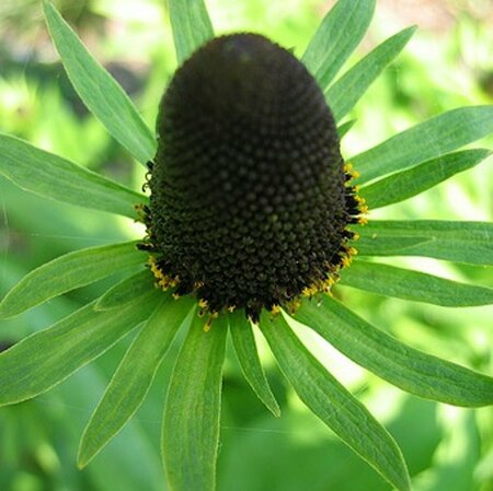 Rudbeckia occidentalis 'Green Wizard' P9