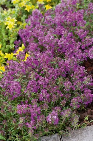 Thymus praecox 'Purple Beauty' P9 - afbeelding 1