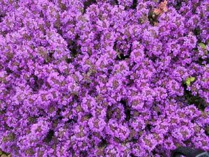 Thymus praecox 'Purple Beauty' P9 - afbeelding 2