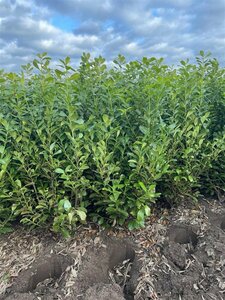 Prunus laurocerasus 'Rotundifolia' 100/125 C. - afbeelding 11