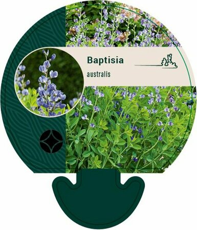 Baptisia australis P9 - afbeelding 1