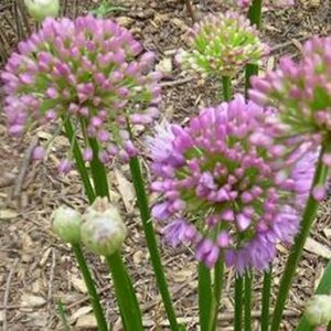 Allium 'Millennium' C2 - afbeelding 5