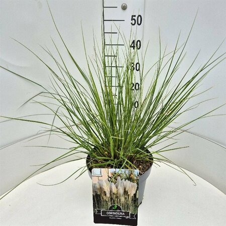 Cortaderia selloana 'Pumila' C4 - afbeelding 4