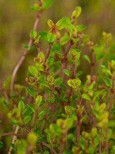 Thymus citriodorus 'Aureus' C1.5 - afbeelding 2