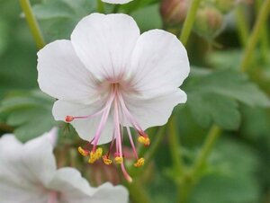 Geranium cantabrigiense 'Biokovo' C2 - afbeelding 2