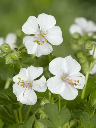 Geranium cantabrigiense 'Biokovo' C2 - afbeelding 3