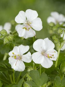 Geranium cantabrigiense 'Biokovo' C2 - afbeelding 3