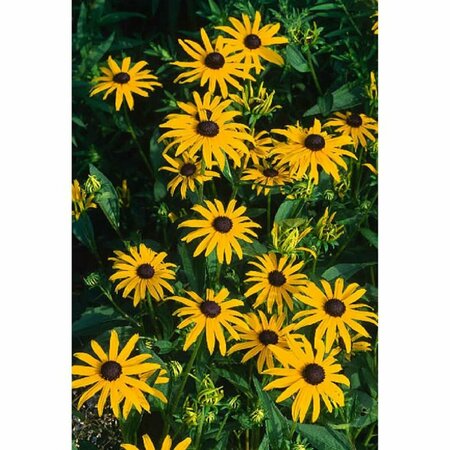 Rudbeckia fulgida 'Goldsturm' C2 - afbeelding 6