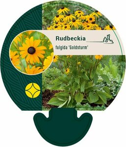 Rudbeckia fulgida 'Goldsturm' C2 - afbeelding 3
