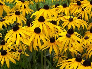Rudbeckia fulgida 'Goldsturm' C2 - afbeelding 7