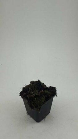 Salvia nemorosa 'Ostfriesland' C2 - afbeelding 5