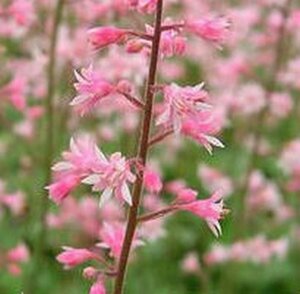 Heucherella alba 'Bridget Bloom' P9 - afbeelding 3