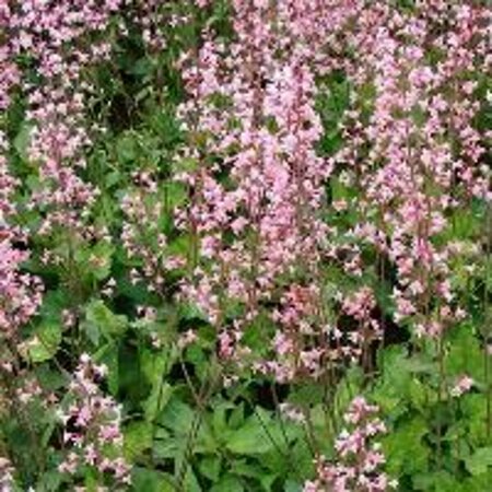 Heucherella alba 'Bridget Bloom' P9 - afbeelding 6
