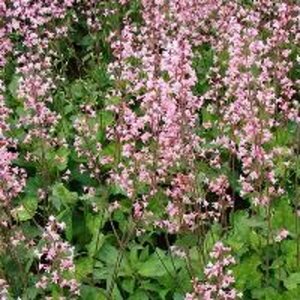 Heucherella alba 'Bridget Bloom' P9 - afbeelding 6