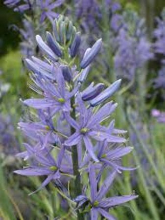 Camassia leichtlinii 'Caerulea' P11