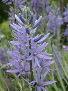 Camassia leichtlinii 'Caerulea' P11
