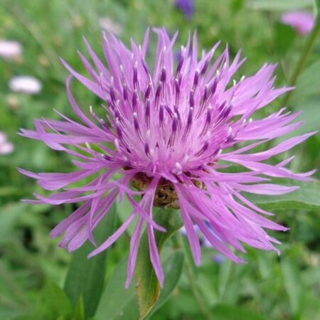 Centaurea jacea P9 - afbeelding 1