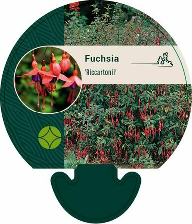 Fuchsia 'Riccartonii' C2 - afbeelding 1