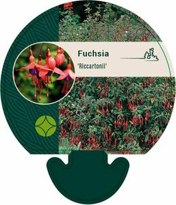 Fuchsia 'Riccartonii' C2 - afbeelding 1