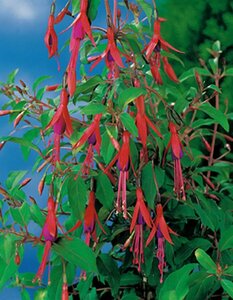 Fuchsia 'Riccartonii' C2 - afbeelding 3
