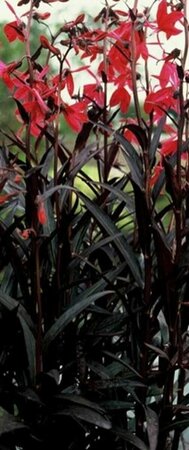 Lobelia speciosa 'Russian Princess' P9 - afbeelding 1