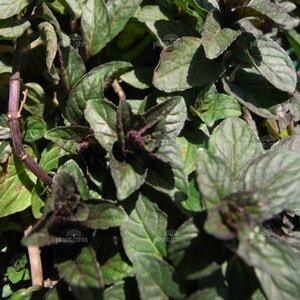 Mentha piperita 'Chocolate' P9