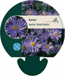 Aster amellus 'Rudolf Goethe' P9 - afbeelding 4