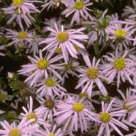 Aster amellus 'Rudolf Goethe' P9 - afbeelding 2