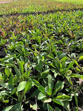 Aster amellus 'Rudolf Goethe' P9 - afbeelding 3