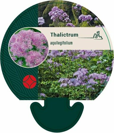 Thalictrum aquilegiifolium P9 - afbeelding 3