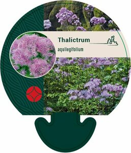 Thalictrum aquilegiifolium P9 - afbeelding 3