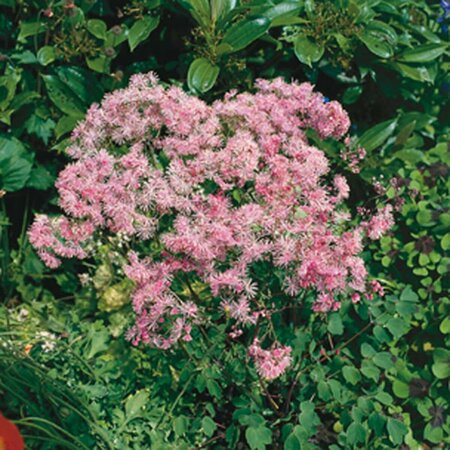 Thalictrum aquilegiifolium P9 - afbeelding 2