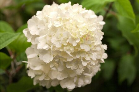 Hydrangea paniculata 'Wim's Red' C5 - afbeelding 2