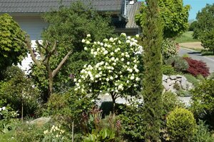 Viburnum opulus 'Compactum' ST. 90 C.  - afbeelding 3